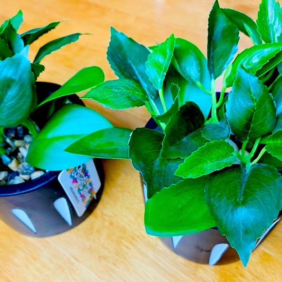 Green Green ONE beautiful 🪴 - Picture 4 of 12